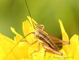 Metrioptera roeselii- Nymph 2nd or 3rd instar