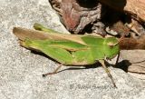 Northern Green-striped Grasshopper #2505  Chortophaga viridifasciata