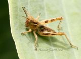 Grasshopper #2283