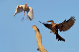 White Ibis