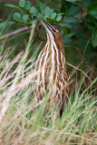 American Bittern