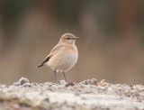 Isabelline Wheatear (Oenanthe isabellina)