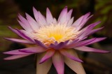 Spiky purple
