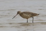 4815 - Marbled Godwit