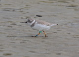 4997 - Piping Plover