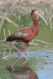 7411 - White-faced Ibis