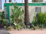 cacti and a palm