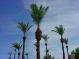paradise palms
