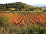 Abalos. Colores de Otoo en los Viedos