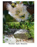 Mountain Apple Blossoms