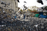 Man feeding pigeons between the New Mosque and Spice Bazaar Istanbul Turkey