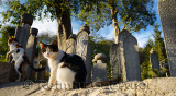 Feral cats on wall of Ottoman cemetery with grave stones at Eyup Sultan Mosque Istanbul