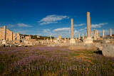 Field of wild lavender in the Agora ruins of Perge with Columns and Hellenistic Tower and moon