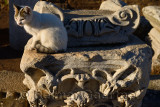 Feral cat on blocks of Ionic and Corinthian columns on Curetes street in ancient Ephesus Turkey