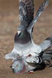 64. Rock Dove courtship sequence:  number 42-45
