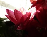 Christmas Cactus ~ November 18th