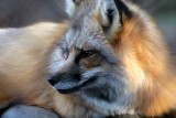 Red Fox