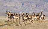 Chap. 7-41, Carrizo Pronghorn Herd, photo by Marlin Harms