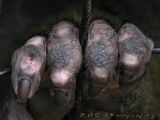Planet of Apes