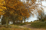 golden birch leaves