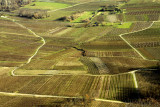 vineyard in winter