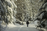 imp walking in the snowy forest