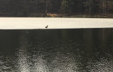 reaching the icy island