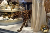 Vitrine Dior au Printemps Haussmann - 9262