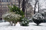 Snow in Paris, square Santiago du Chili - 1168