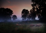 Falls. HERD in the blue Morning III