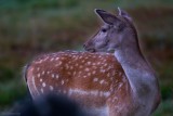 Falls.Fallow deer.