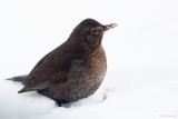 Winter.Mam Blackbird in the snow