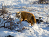 Red Fox at Seal River
