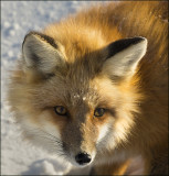 Red Fox Upclose and Personal