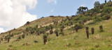 Aloe marlothii in habitat.