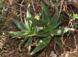 Aloe transvaalensis