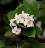 Carissa sp. Close-up.