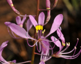 Cleome maculata. Close-up.