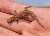 Gecko