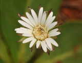 Gerbera piloselloides. Close-up.