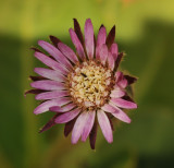 Gerbera piloselloides. Close-up pink.