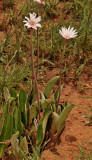 Gerbera viridiflora