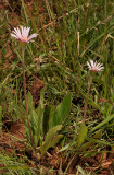 Gerbera viridiflora