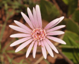 Gerbera viridiflora. Close-up.