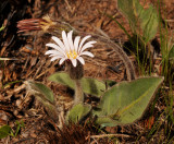 Gerbera natalensis
