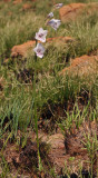 Gladiolus malvinus
