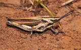 Grasshopper