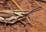 Grasshopper close-up.