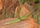 Green grasshopper.