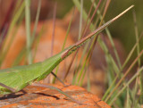Green grasshopper.Close-up.